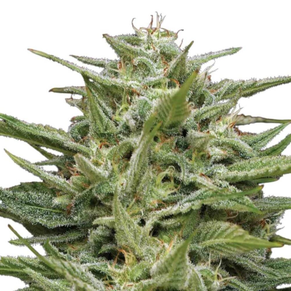 Humboldt Seed Co Hella Jelly 3 Samen - Hanfjack