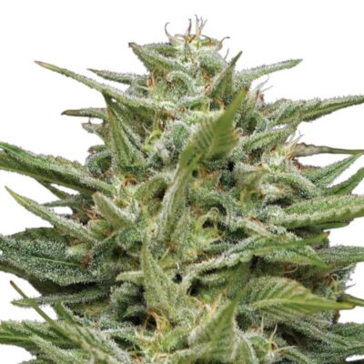 Humboldt Seed Co Hella Jelly 3 Samen - Hanfjack