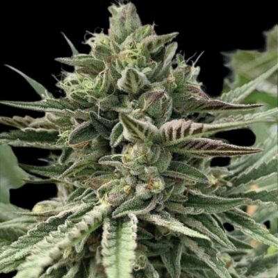 Humboldt Seed Co Humboldt Pound Cake 3 Samen - Hanfjack