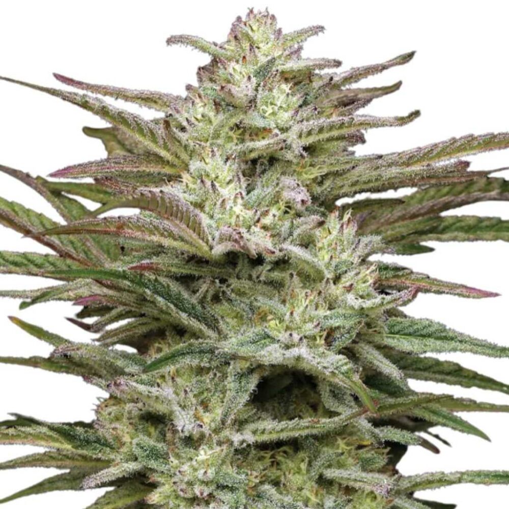 Humboldt Seed Co Jelly Donutz Auto 3 Samen - Hanfjack