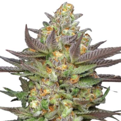 Humboldt Seed Co Mint Jelly Auto 3 Samen - Hanfjack
