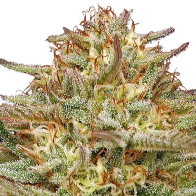 Humboldt Seed Co Orange Creampop 3 Samen - Hanfjack