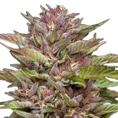 Humboldt Seed Co Pineapple Muffin 3 Samen - Hanfjack