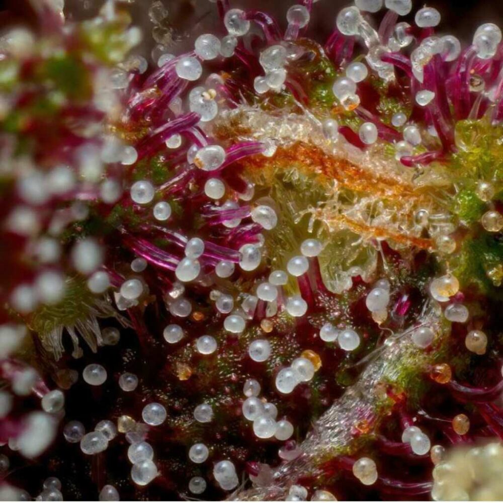 Humboldt Seed Co Squirt 3 Samen - Hanfjack