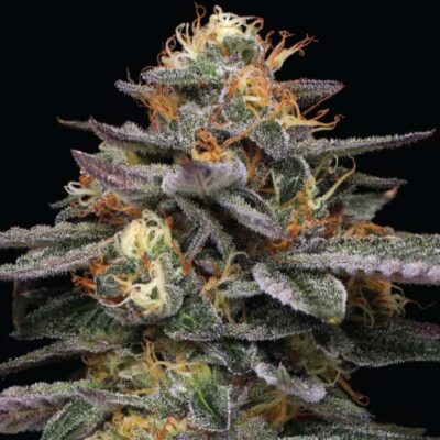 Humboldt Seed Co Vanilla Frosting 3 Samen - Hanfjack