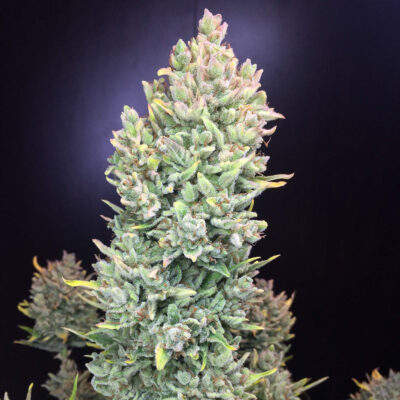 Lemon AK Auto 5 Stück - Bushdoctor