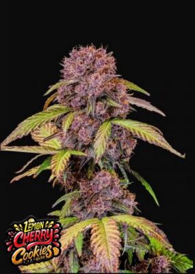 Lemon Cherry Cookies Auto 5 Stück - Bushdoctor