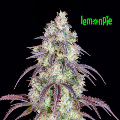 Lemon Pie Auto 5 Stück - Bushdoctor