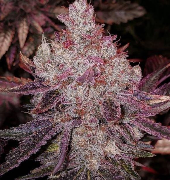 Lemon Zkittle - Bushdoctor