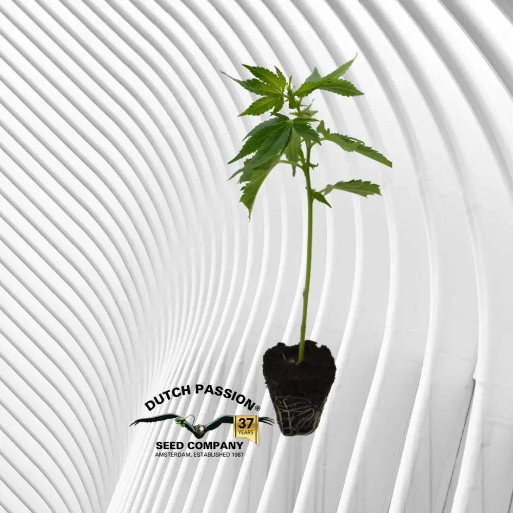 Lemon Zkittle Cannabis Stecklinge - Hanfjack