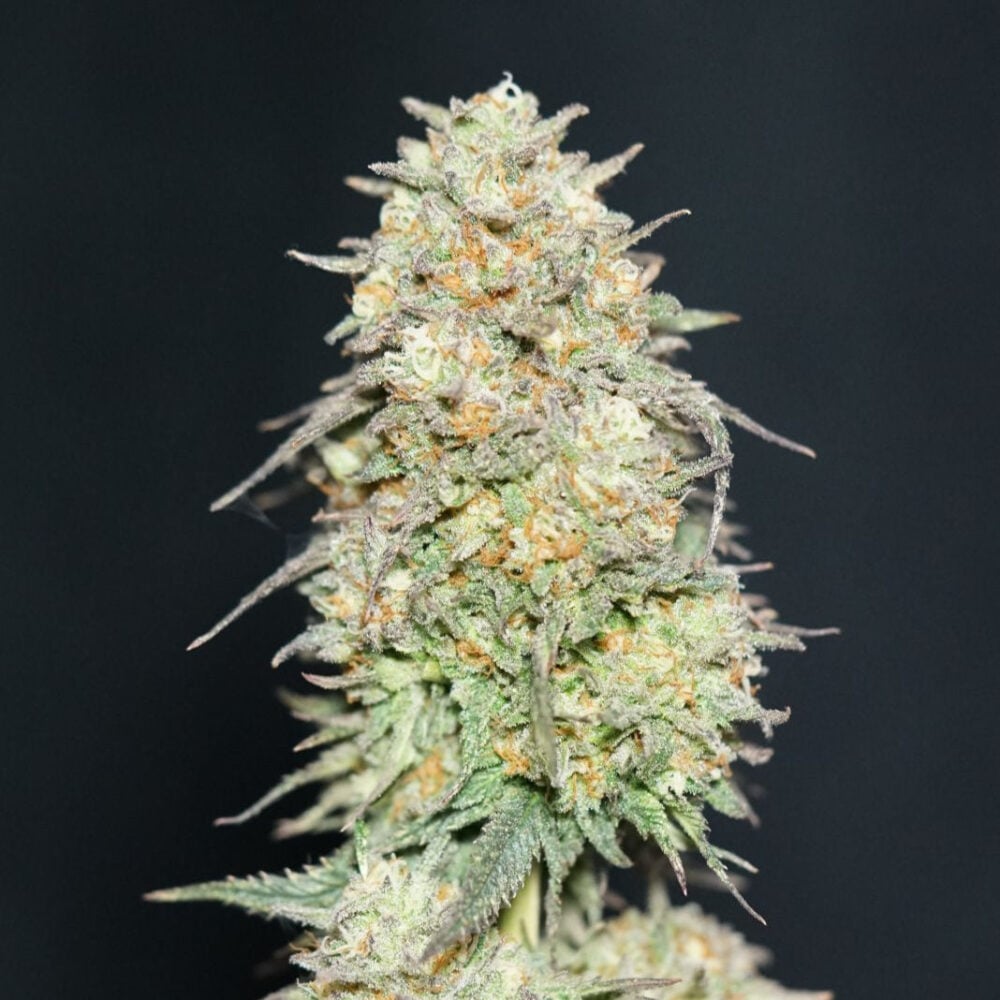 Lemonpaya - Bushdoctor