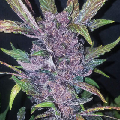 LSD-25 Auto 5 Stück - Bushdoctor