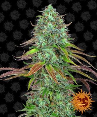 LSD - Bushdoctor