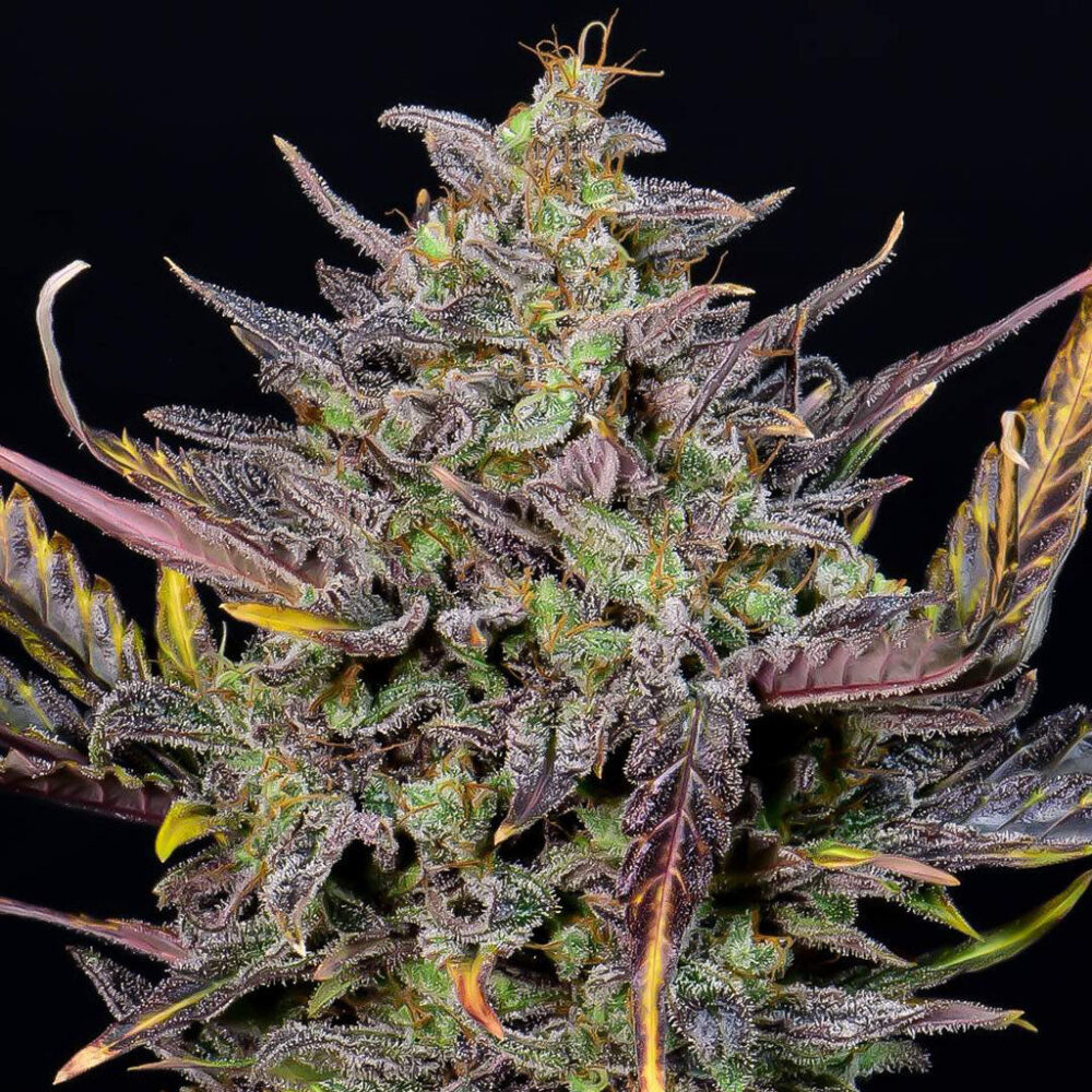 Mexican Airlines Auto 5 Stück - Bushdoctor