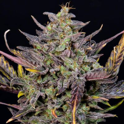 Mexican Airlines Auto 5 Stück - Bushdoctor