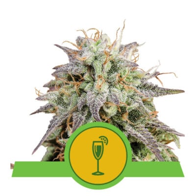 Mimosa - Bushdoctor