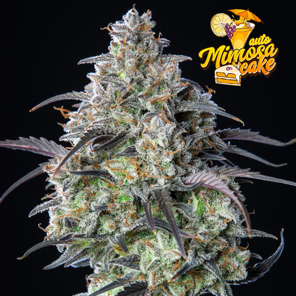 Mimosa Cake Auto 5 Stück - Bushdoctor