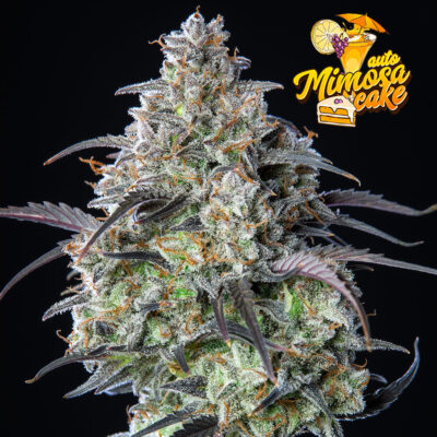 Mimosa Cake Auto 5 Stück - Bushdoctor