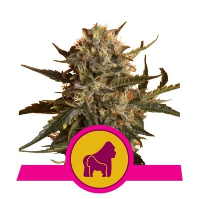 Mother Gorilla - Bushdoctor