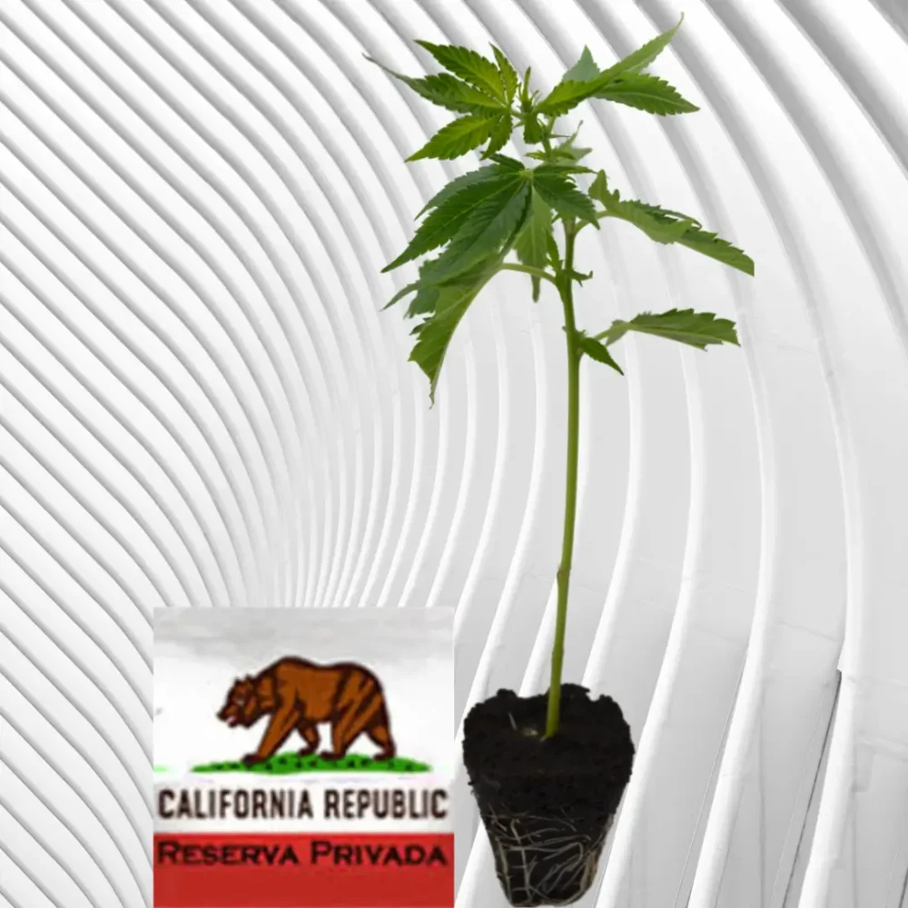 OG Kush Cannabis Stecklinge 6 Stück - Hanfjack