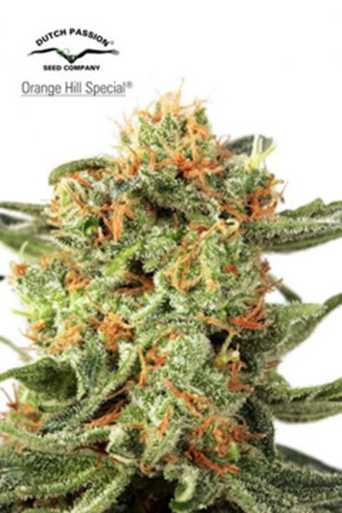Orange Hill Special feminisiert 10 Stück - Bushdoctor