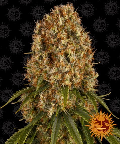 Orange Sherbert - Bushdoctor