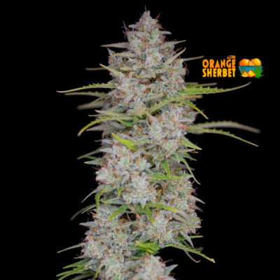 Orange Sherbet - Bushdoctor