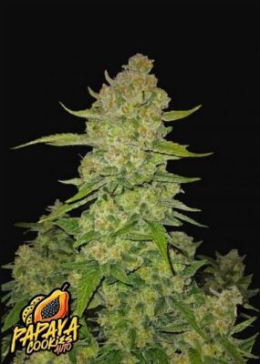 Papaya Cookies Auto 5 Stück - Bushdoctor