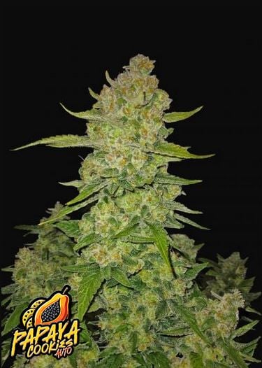 Papaya Cookies Auto 5 Stück - Bushdoctor