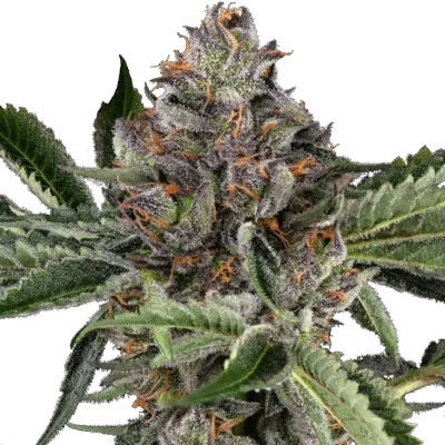Papaya Jealousy - Bushdoctor