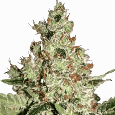 Paradise Seeds Acid 5 Samen - Hanfjack