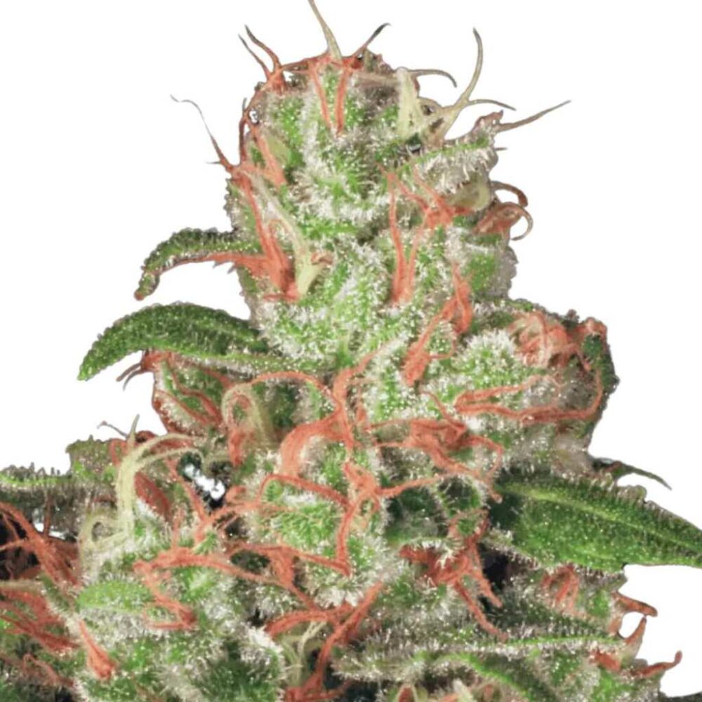 Paradise Seeds Acid Auto 5 Samen - Hanfjack