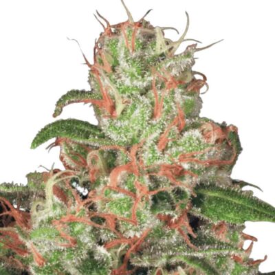 Paradise Seeds Acid Auto 5 Samen - Hanfjack