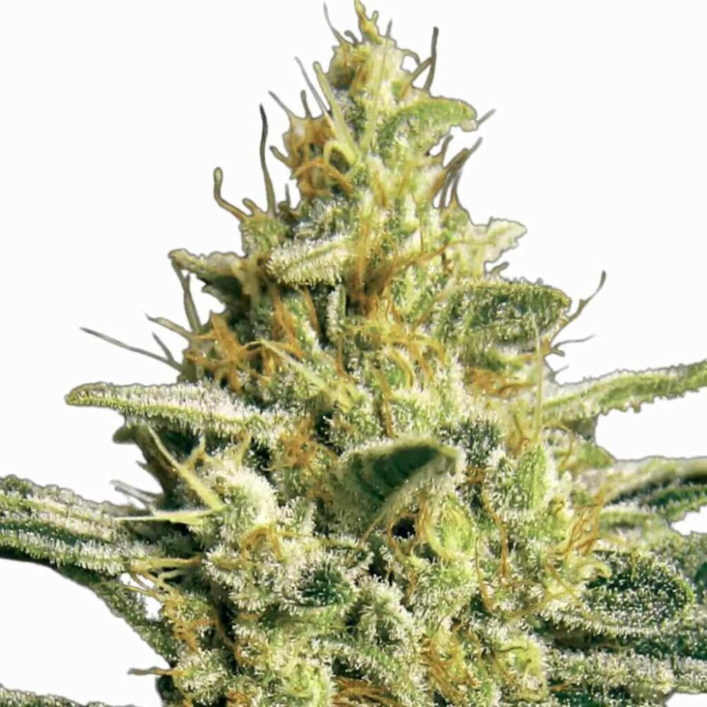 Paradise Seeds Allkush 3 Samen - Hanfjack
