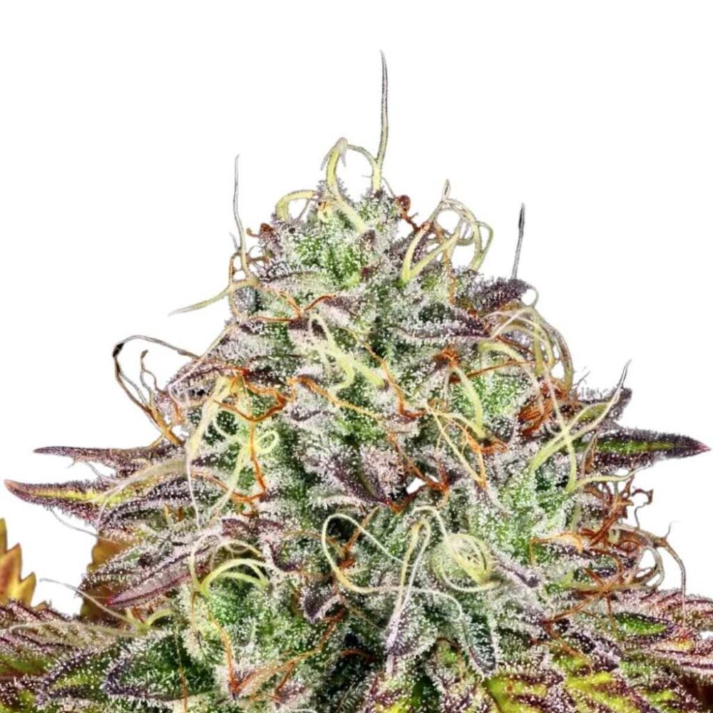 Paradise Seeds Apricot Candy 5 Samen - Hanfjack