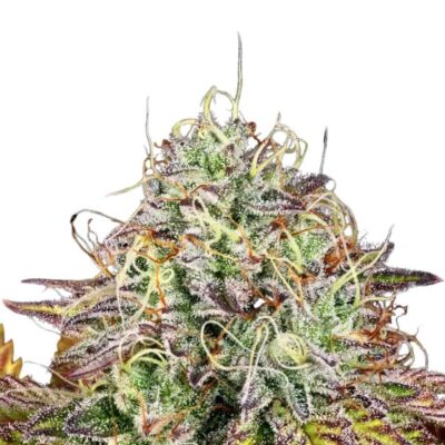 Paradise Seeds Apricot Candy 5 Samen - Hanfjack