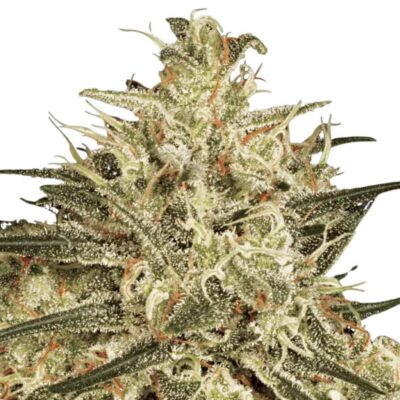 Paradise Seeds Atomical Haze 3 Samen - Hanfjack