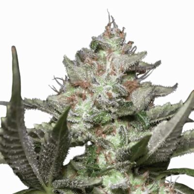 Paradise Seeds Auto Kong 4 5 Samen - Hanfjack