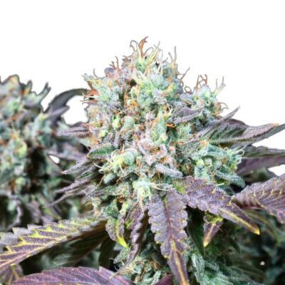 Paradise Seeds Blue Gem 5 Samen - Hanfjack