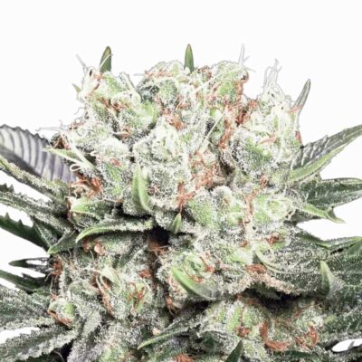 Paradise Seeds Californian Gold 3 Samen - Hanfjack