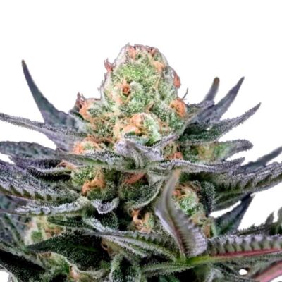 Paradise Seeds Caramba 5 Samen - Hanfjack