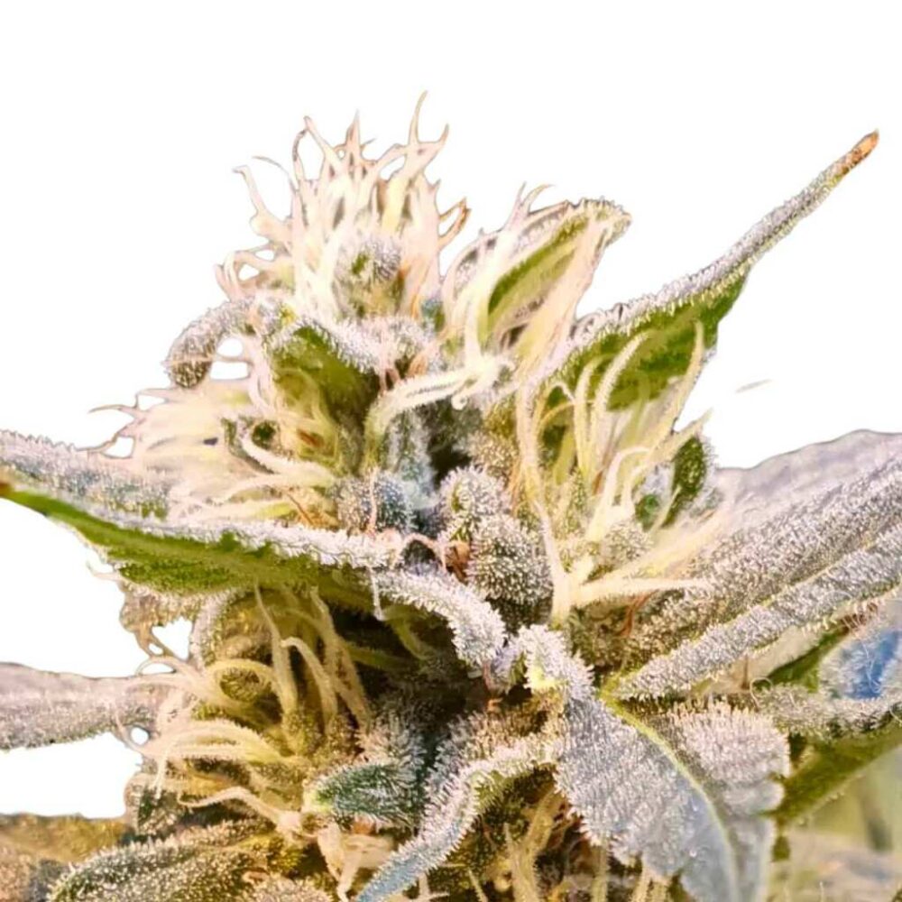 Paradise Seeds CBDelight Feminisierte CBD Samen 3 Samen - Hanfjack