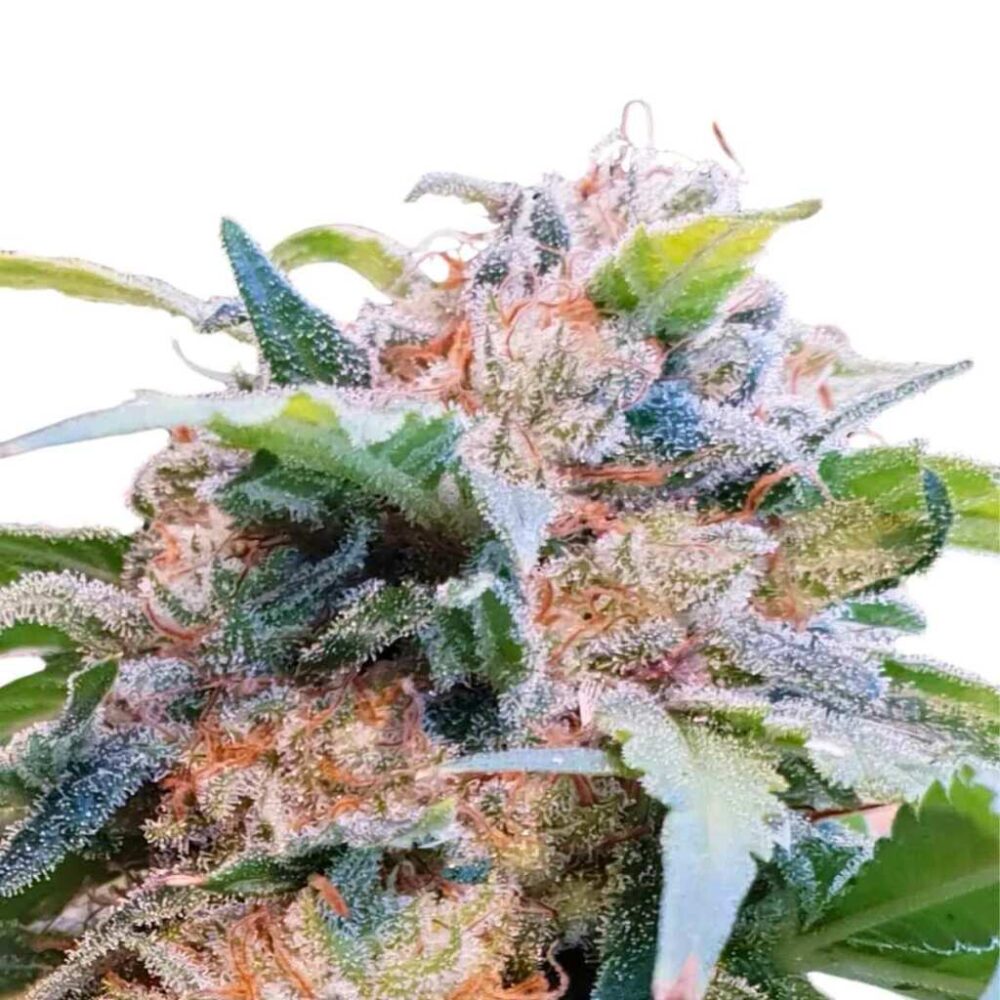 Paradise Seeds CBDream Feminisierte CBD Samen 3 Samen - Hanfjack