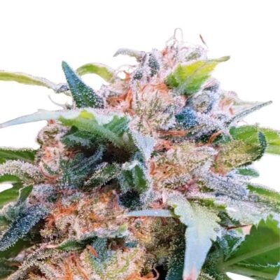 Paradise Seeds CBDream Feminisierte CBD Samen 3 Samen - Hanfjack