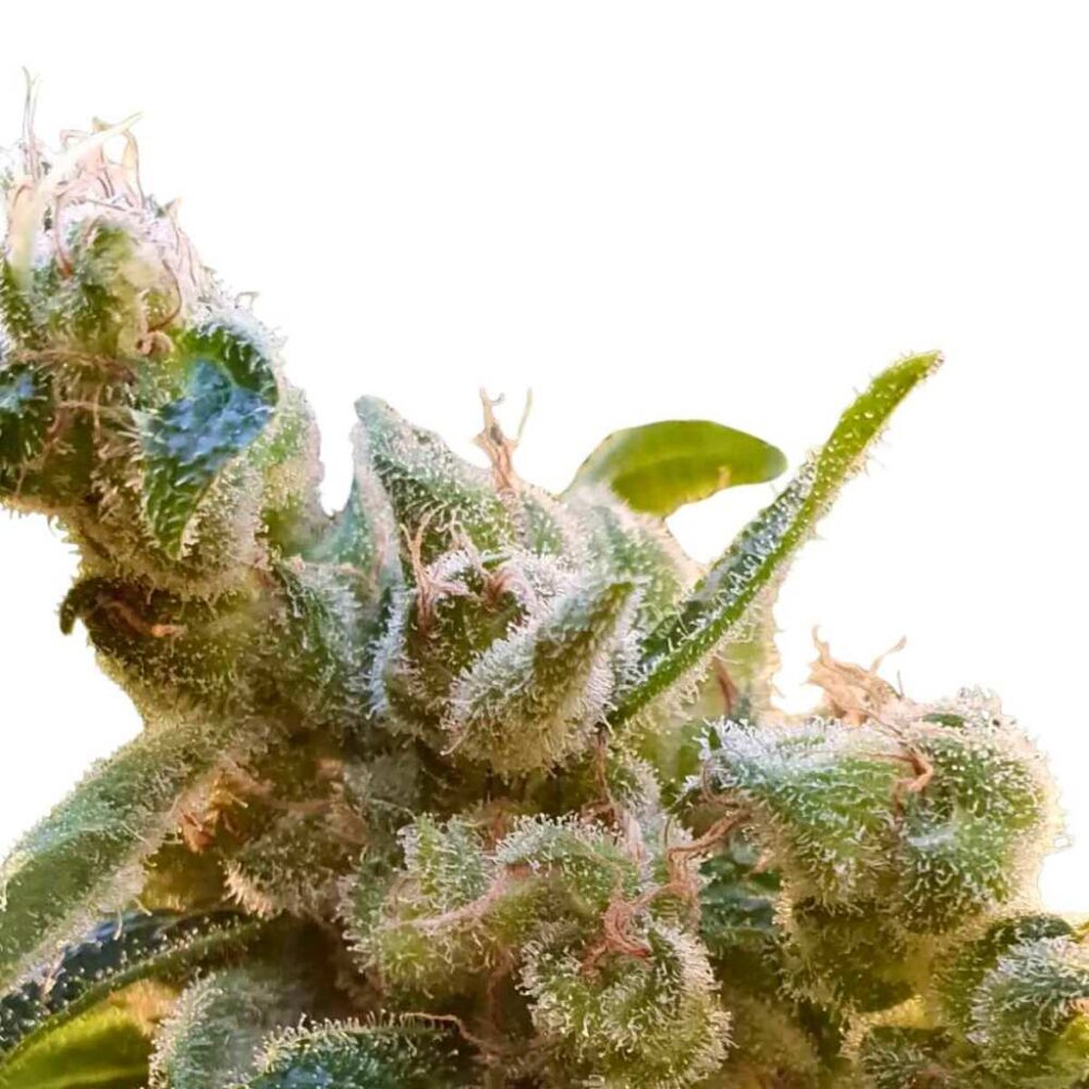 Paradise Seeds CBDrelax Feminisierte CBD Samen 3 Samen - Hanfjack