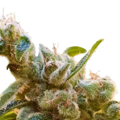 Paradise Seeds CBDrelax Feminisierte CBD Samen 3 Samen - Hanfjack