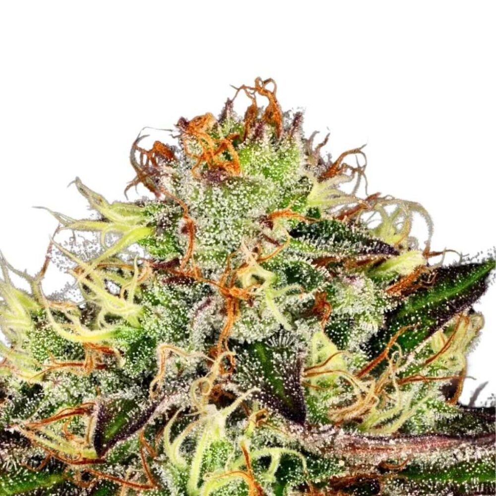 Paradise Seeds Chocolate Wafflez 5 Samen - Hanfjack
