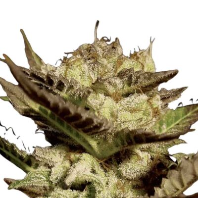 Paradise Seeds Durga Mata 5 Samen - Hanfjack