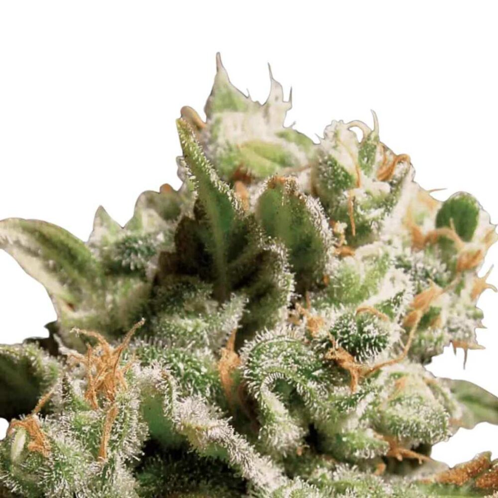 Paradise Seeds Dutch Dragon 3 Samen - Hanfjack