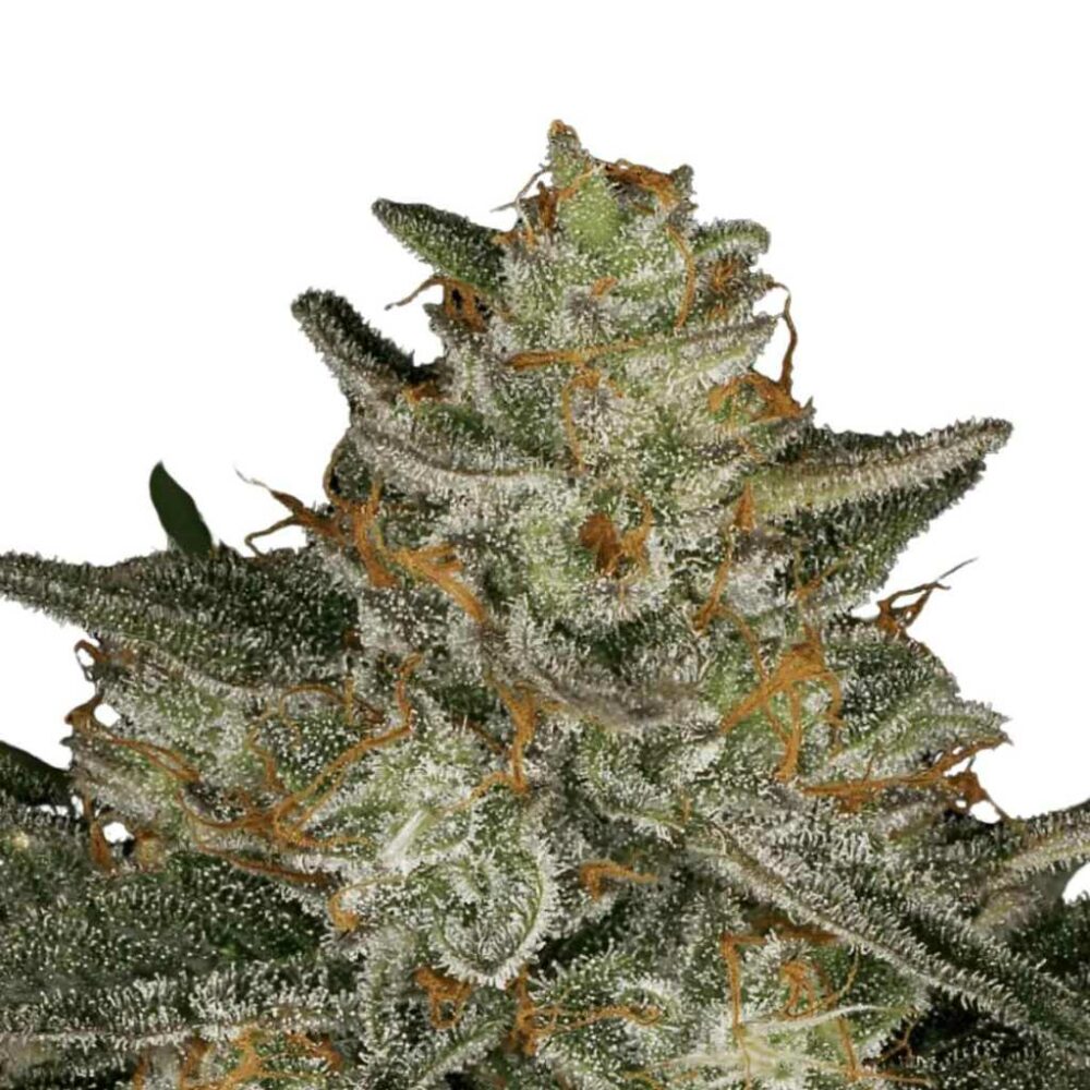 Paradise Seeds Dutch Kush 5 Samen - Hanfjack